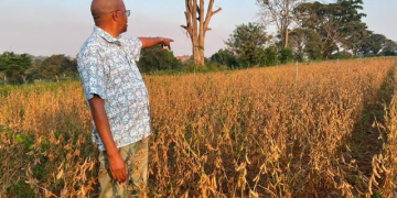 New Maksoy 7N Variety Offers Hope as Soybean Planting Season Nears