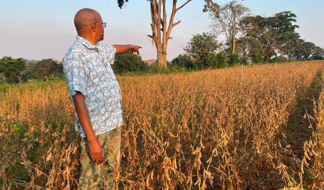 New Maksoy 7N Variety Offers Hope as Soybean Planting Season Nears
