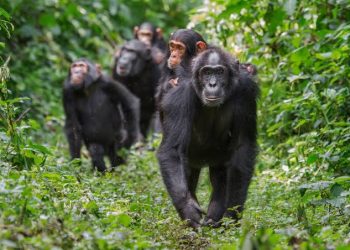 Fresh Chimpanzee Attack Renews Safety Fears in Kagadi