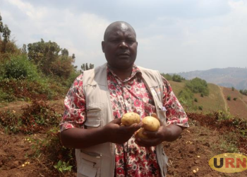 Four New Irish Potato Varieties Ready for Farmers