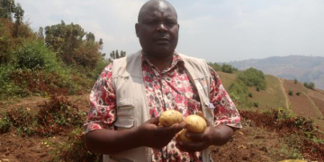 Four New Irish Potato Varieties Ready for Farmers