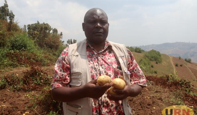 Four New Irish Potato Varieties Ready for Farmers