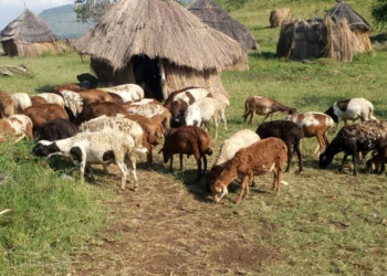 Security Forces Recover 46 Stolen Sheep in Napak