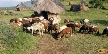 Security Forces Recover 46 Stolen Sheep in Napak