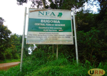 Man Arrested for Impersonating UWA Staff in Bugoma Forest