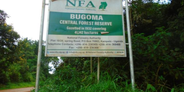Man Arrested for Impersonating UWA Staff in Bugoma Forest