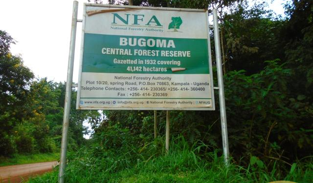 Man Arrested for Impersonating UWA Staff in Bugoma Forest