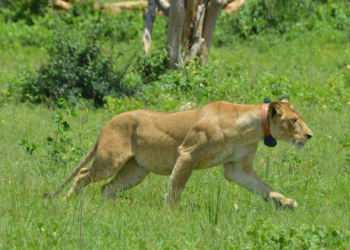 Kidepo Lion Population Falls to Just Five as UWA Plans Breeding Programme