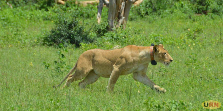 Kidepo Lion Population Falls to Just Five as UWA Plans Breeding Programme