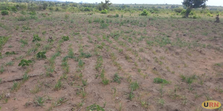 Dry Spell Wipes Out Karamoja’s First Wheat Harvest