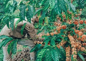 Shs20,000 Coffee Payment Dispute Turns Fatal in Kiboga