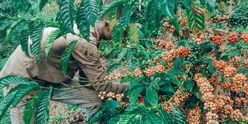 Shs20,000 Coffee Payment Dispute Turns Fatal in Kiboga