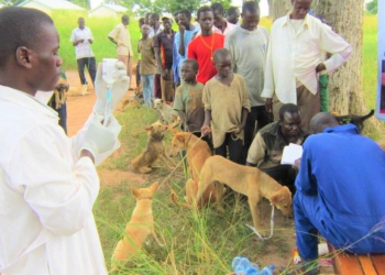 Stray Dog Poisoning Raises Health and Animal Welfare Concerns in Amuru