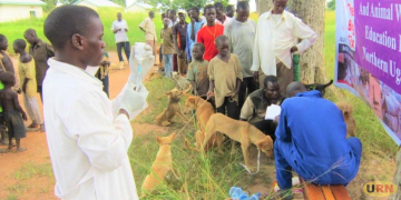 Stray Dog Poisoning Raises Health and Animal Welfare Concerns in Amuru