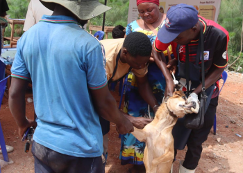 Luwero Steps Up Dog Vaccination Campaign as Rabies Risk Persists