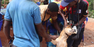 Luwero Steps Up Dog Vaccination Campaign as Rabies Risk Persists