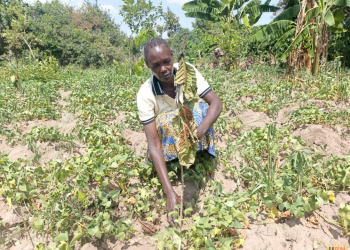 Coffee Seedlings Dry Up As Katakwi Farmers Fault Government Timing