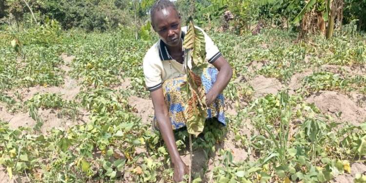 Coffee Seedlings Dry Up As Katakwi Farmers Fault Government Timing