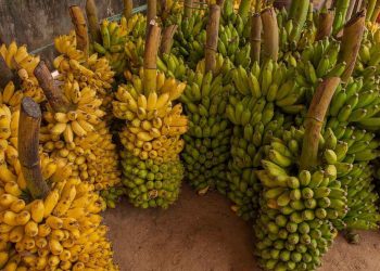 Uganda Targets International Markets for TOOKE Brand Products