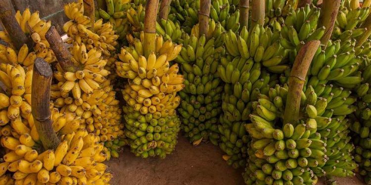 Uganda Targets International Markets for TOOKE Brand Products