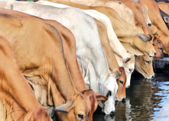 Livestock Recovery Plan Struggles to Deliver Five Cattle Per Household