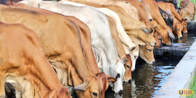 Livestock Recovery Plan Struggles to Deliver Five Cattle Per Household