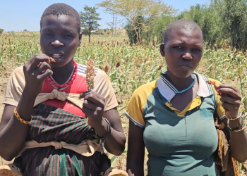 Drought-Hit Karamoja Finds Hope In NARO Sorghum
