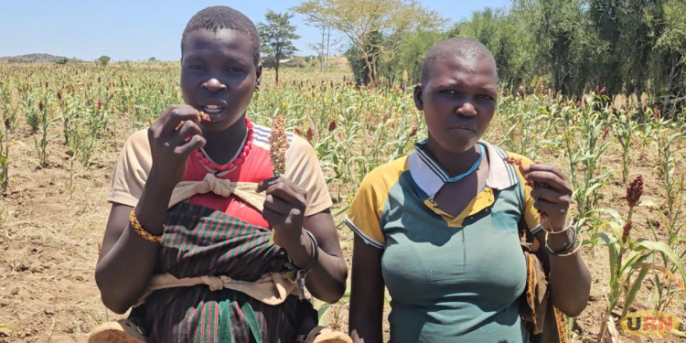 Drought-Hit Karamoja Finds Hope In NARO Sorghum