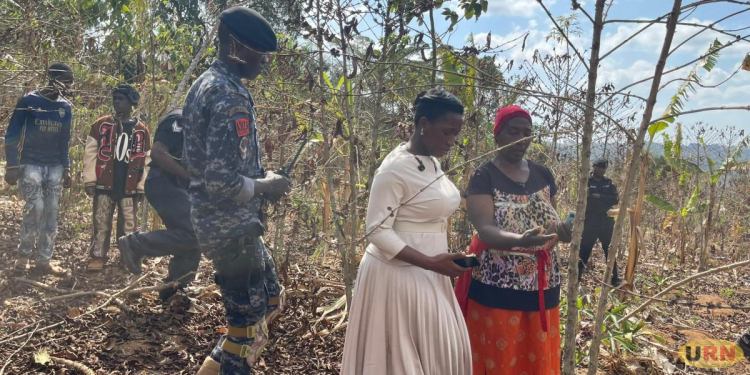 Ugandan Farmers Count Heavy Losses as Drought Withers Crops, Weakens Livestock Top story Agriculture