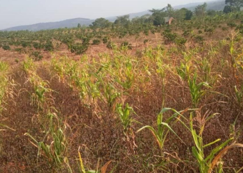 Microfinance Lenders Battle Information Gap, Defiant Clients to Promote Climate-Sensitive Borrowing