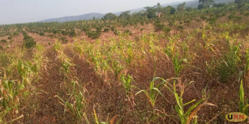 Microfinance Lenders Battle Information Gap, Defiant Clients to Promote Climate-Sensitive Borrowing