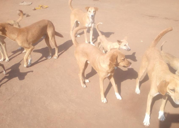 Stray Dogs Terrorise Kibaale Town Residents