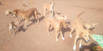 Stray Dogs Terrorise Kibaale Town Residents