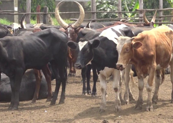 Namisindwa Lifts FMD Quarantine After Decline in Cases