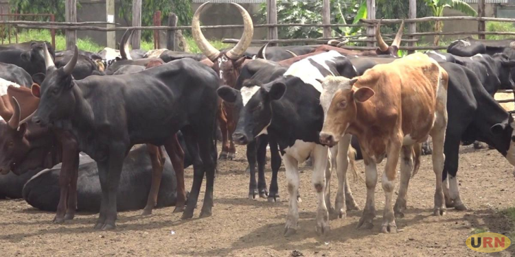 Namisindwa Lifts FMD Quarantine After Decline in Cases