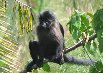 Kapchorwa Farmers Demand UWA Action As Monkeys Destroy Crops