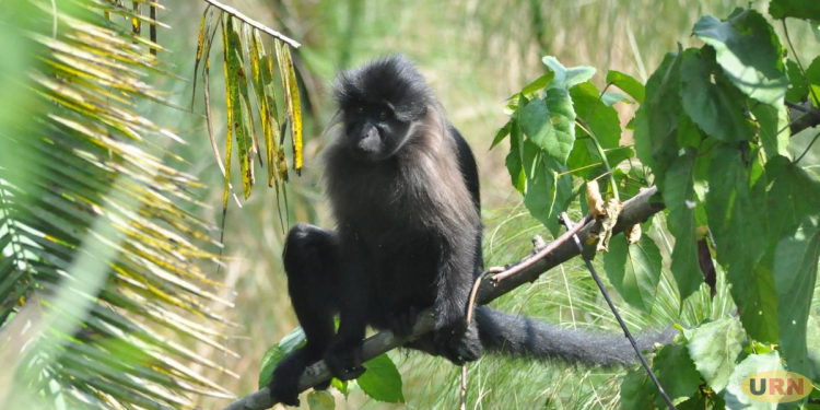 Kapchorwa Farmers Demand UWA Action As Monkeys Destroy Crops