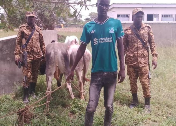 Security Recovers 8 Cows in Katakwi, Nakapiripirit amid Intensified Crackdown on Livestock Theft