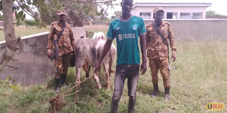 Security Recovers 8 Cows in Katakwi, Nakapiripirit amid Intensified Crackdown on Livestock Theft
