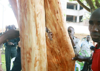Barkcloth Promoters Pin its Future on Research, Value Addition and More Mutuba Trees