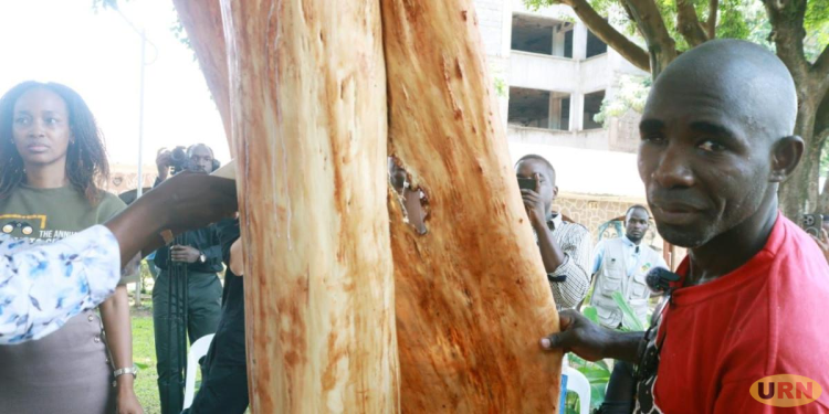 Barkcloth Promoters Pin its Future on Research, Value Addition and More Mutuba Trees