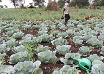 Irrigation Helps Agago Farmers Harvest Amid Prolonged Drought