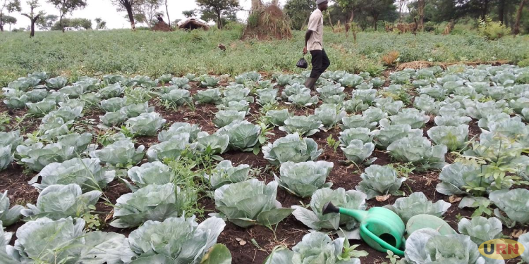 Irrigation Helps Agago Farmers Harvest Amid Prolonged Drought