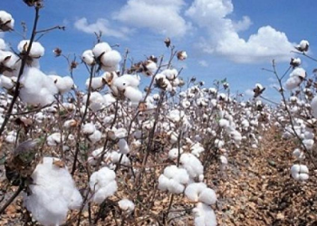 Uganda Prisons Report Inconsequential Cotton Output; Museveni Seeks Sector Revival