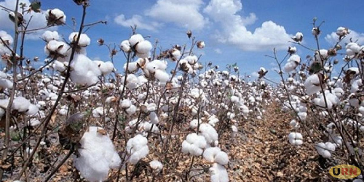 Uganda Prisons Report Inconsequential Cotton Output; Museveni Seeks Sector Revival