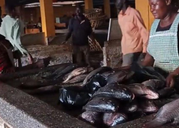 Busia Fish Traders, Companies Clash Over Market Space