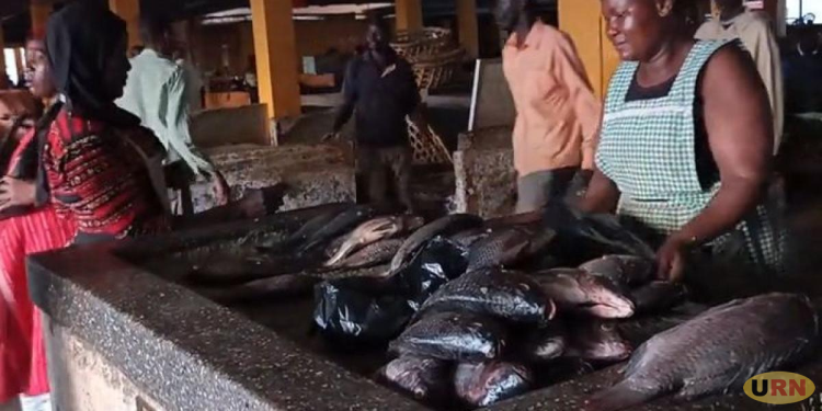 Busia Fish Traders, Companies Clash Over Market Space