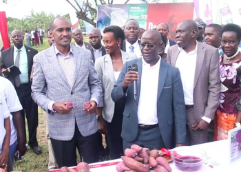 NARO Unveils Purple Sweet Potato Variety