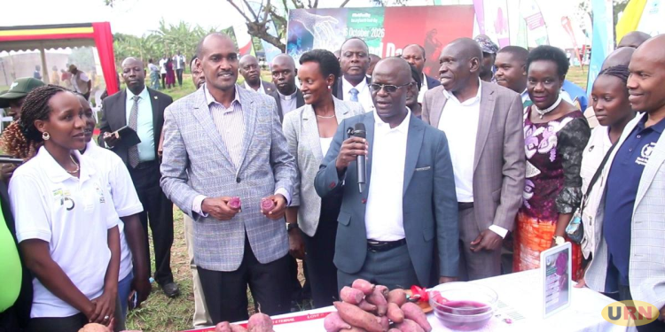 NARO Unveils Purple Sweet Potato Variety