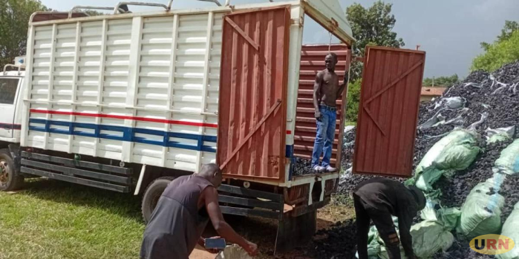 Charcoal Trucks Risk Auction As Illegal Trade Persists in Northern Uganda